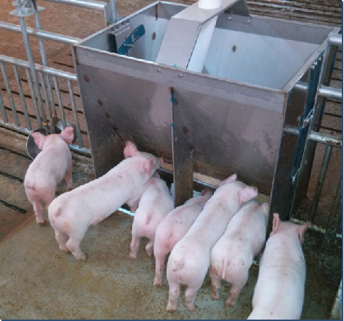 Comedero Doble de Acero Inoxid - Agriculture Farming And Livestock reseña y precio