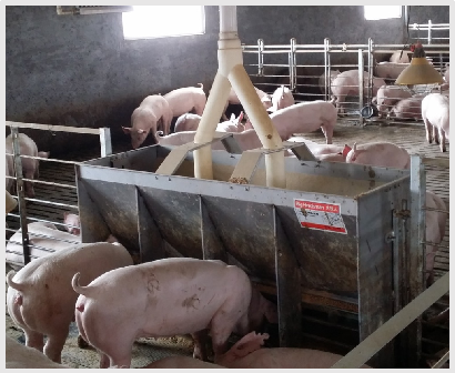 Comedero Doble de Acero Inoxid - Agriculture Farming And Livestock reseña y precio
